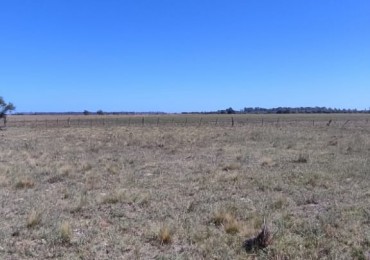 CAMPO GANADERO EN VENTA EN CORONEL DORREGO