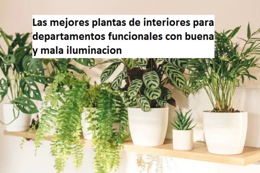 Las mejores plantas de interiores para  departamentos funcionales con buena y mala iluminacion