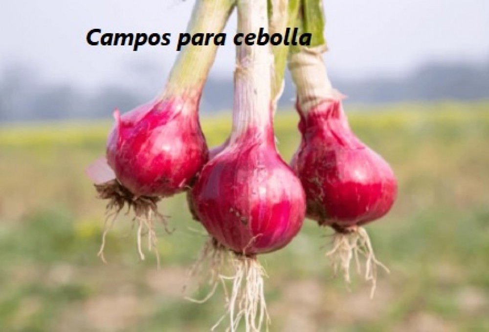 Campos para cebolla