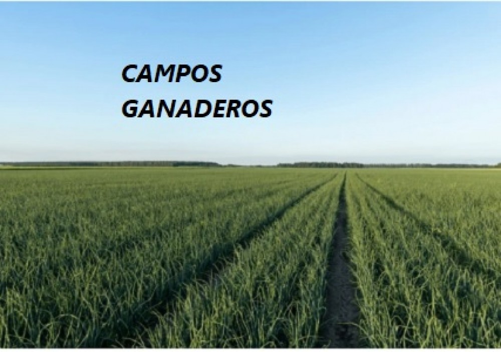 Campos ganaderos