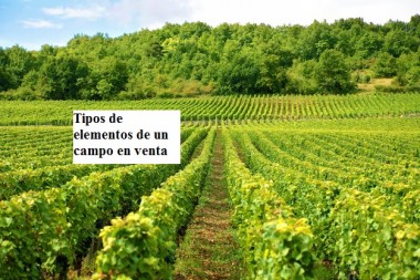 Tipos de elementos de un campo en venta