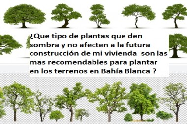 ¿Que tipo de plantas que den sombra y no afecten a la futura construcción de mi vivienda  son las mas recomendables para plantar en los terrenos en Bahía Blanca ?