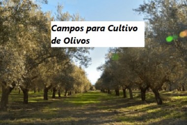 Campos para Olivos