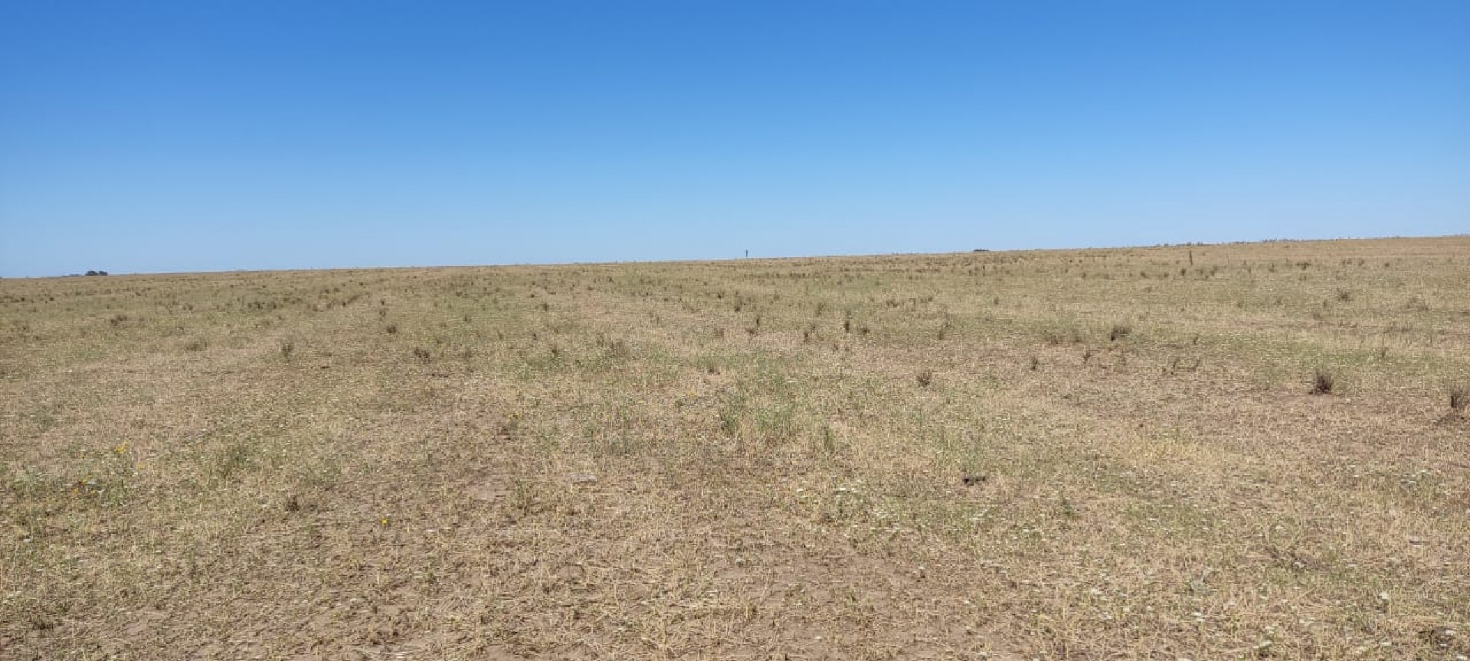 CAMPO AGRICOLA EN CORONEL DORREGO EN VENTA