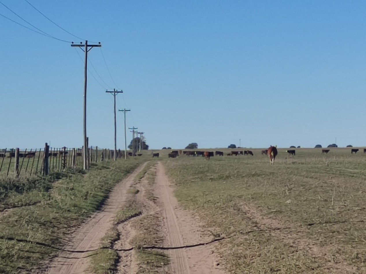 CAMPO EN MEDANOS