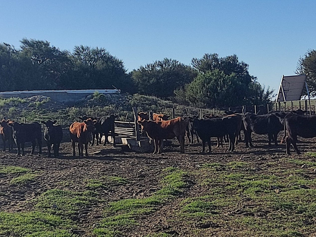 CAMPO EN MEDANOS