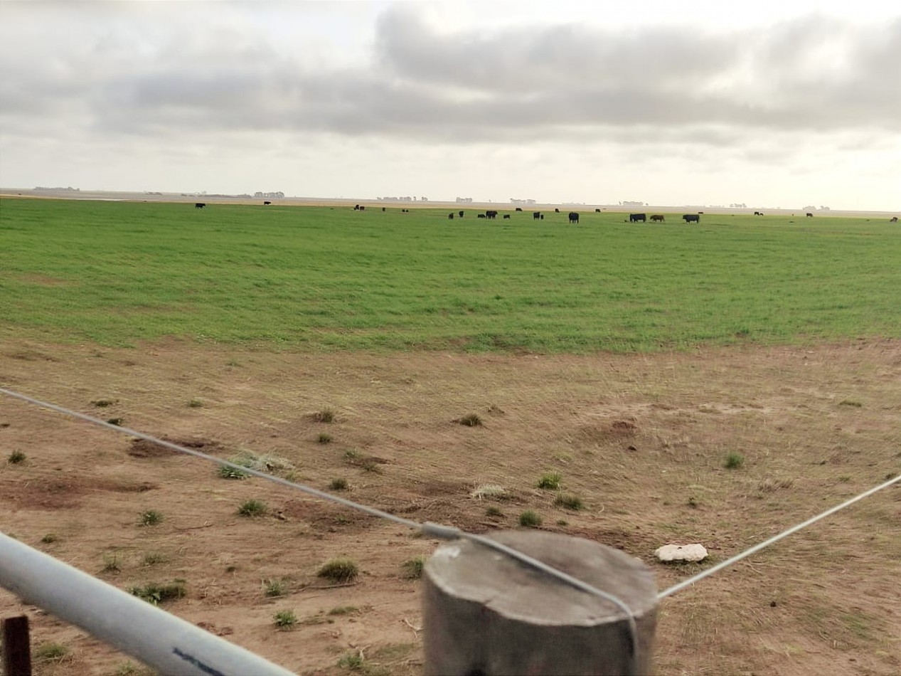 CAMPO EN VENTA CERCA DE LA RUTA EN CORONEL DORREGO