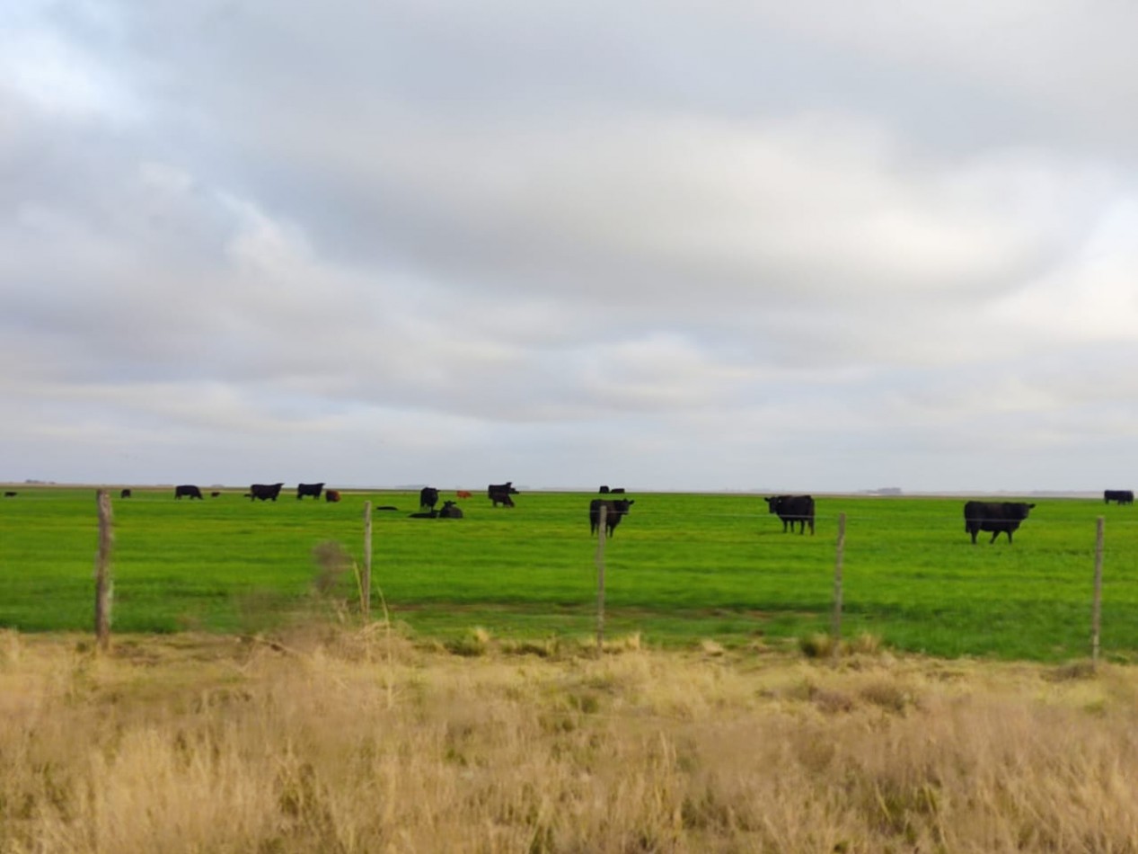 CAMPO EN VENTA CERCA DE LA RUTA EN CORONEL DORREGO