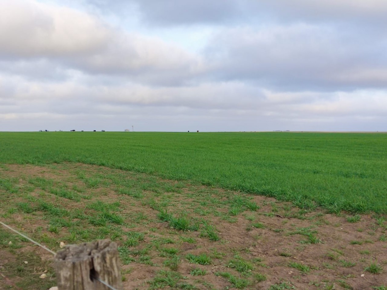 CAMPO EN VENTA CERCA DE LA RUTA EN CORONEL DORREGO