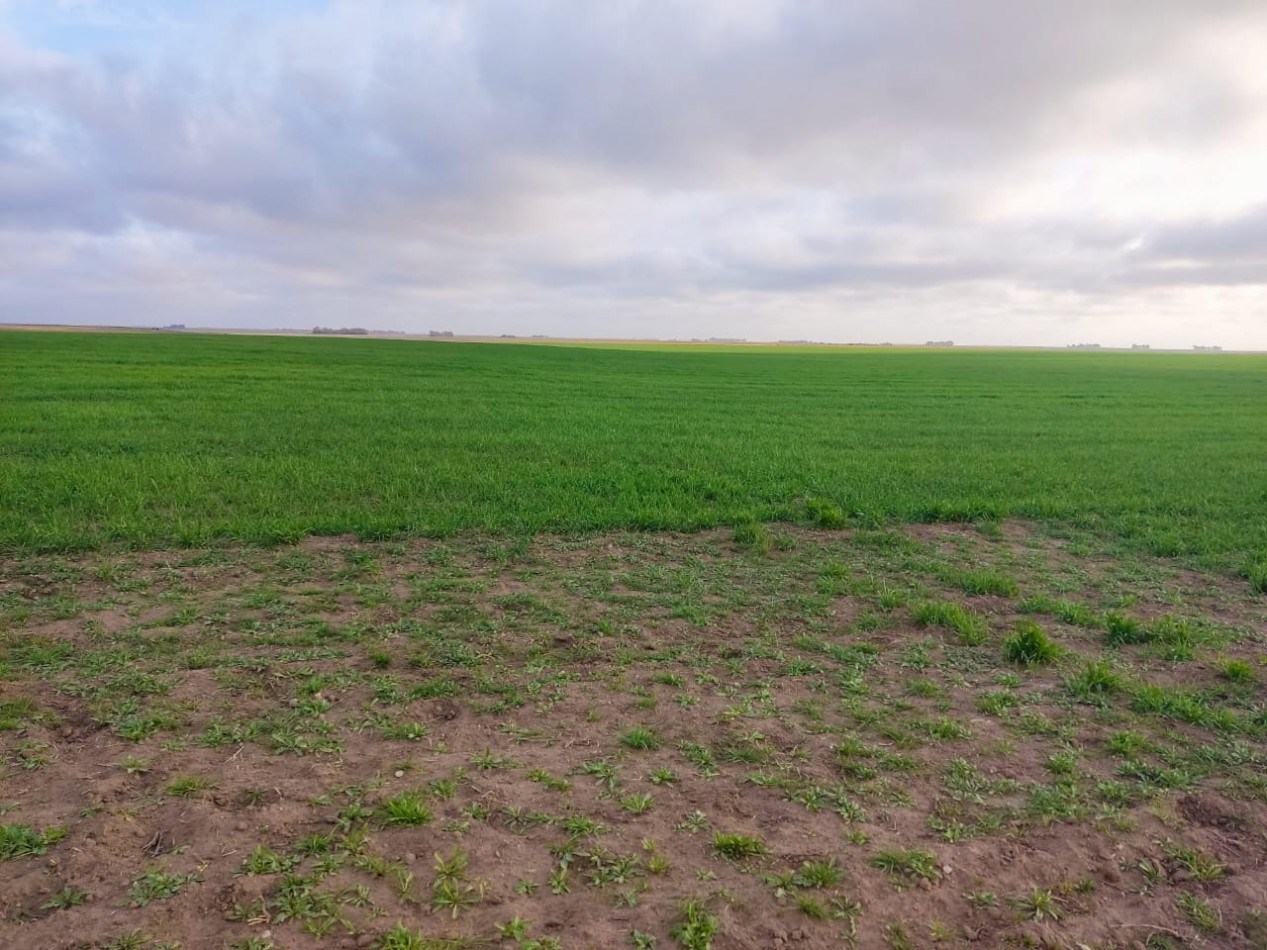 CAMPO EN VENTA CERCA DE LA RUTA EN CORONEL DORREGO