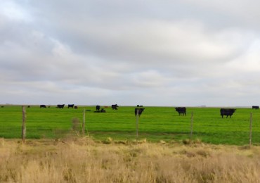 CAMPO EN VENTA CERCA DE LA RUTA EN CORONEL DORREGO